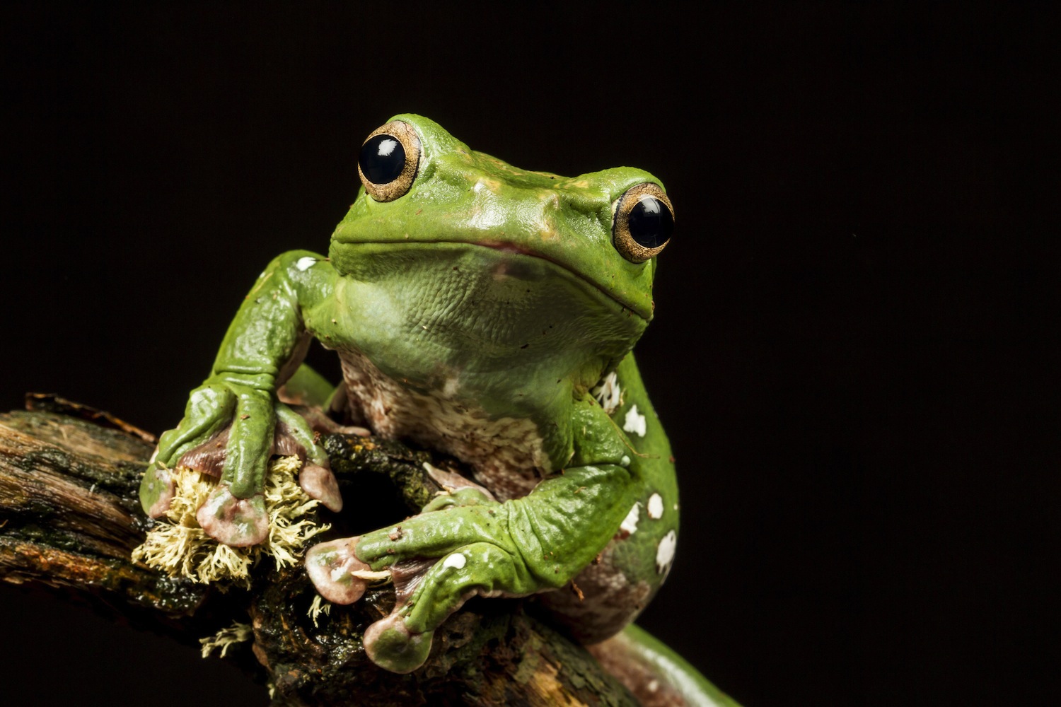 Why You Have to Eat a Frog to Really Make It