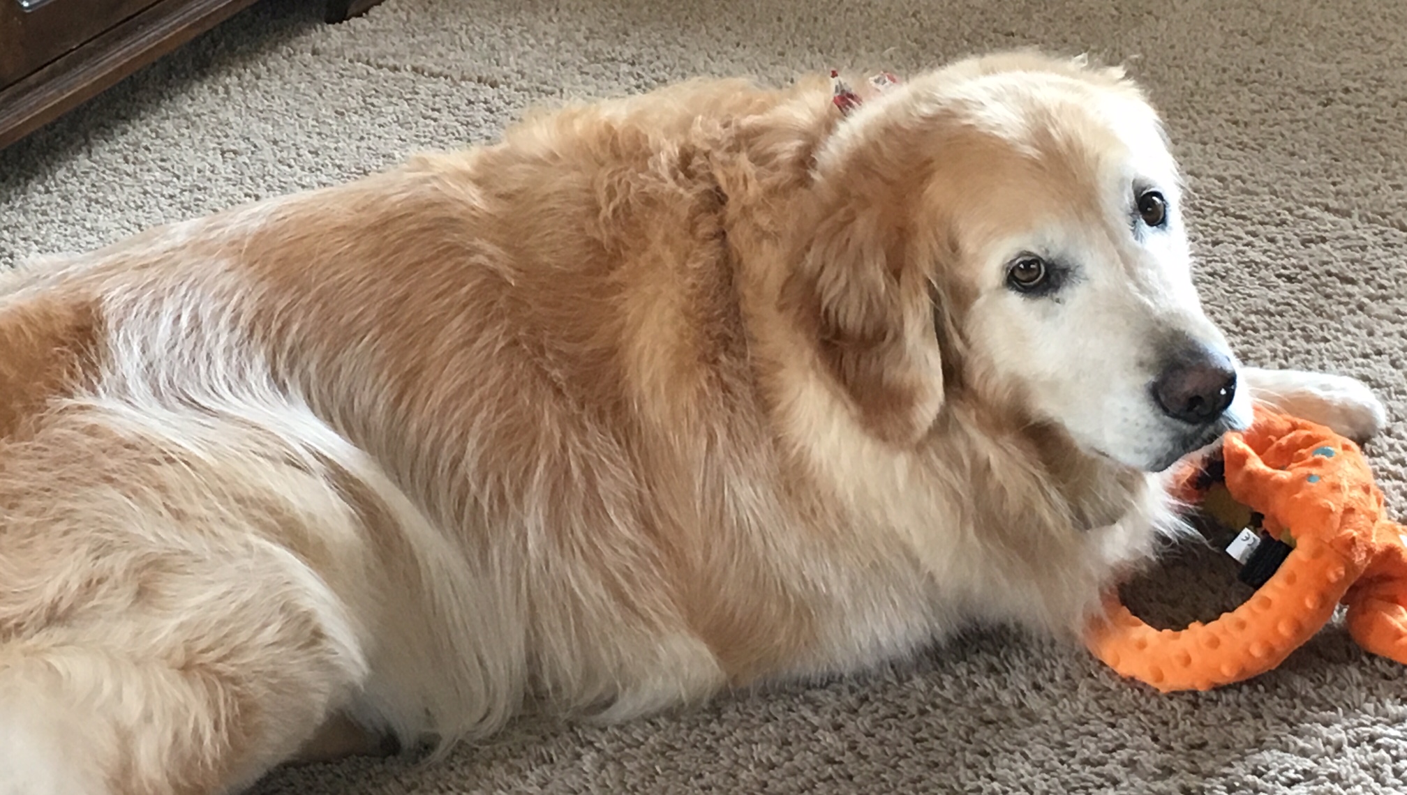 How My Golden Retriever Runs a Successful Operation